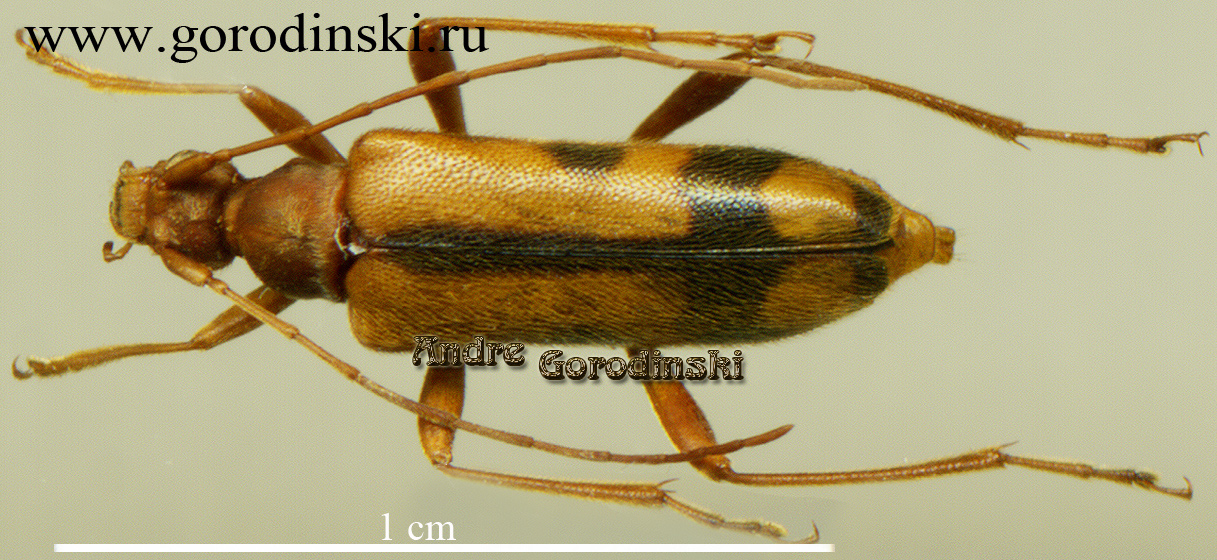 http://www.gorodinski.ru/cerambyx/Pidonia sp.3.jpg